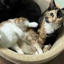 Thumbnail photo of Rocky #3