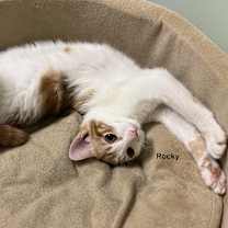 Thumbnail photo of Rocky #4