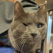 Thumbnail photo of Sweetie Petey #1