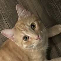 Thumbnail photo of Ra #1