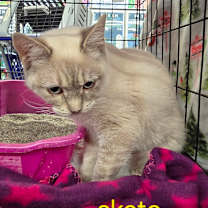 Thumbnail photo of Skate #1