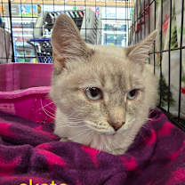 Thumbnail photo of Skate #3