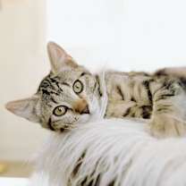 Thumbnail photo of Georgie #3