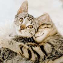 Thumbnail photo of Georgie #4