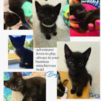 Thumbnail photo of Azriel #2