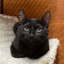 Thumbnail photo of Kiki #3