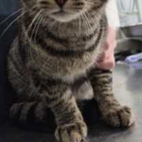 Thumbnail photo of Holidaymaci #1