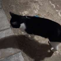 Thumbnail photo of Tux #4