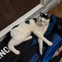 Thumbnail photo of Frankie #2