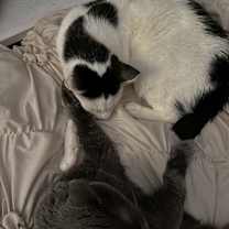 Thumbnail photo of Frankie #4