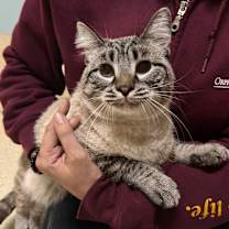 Thumbnail photo of Ribbons #1