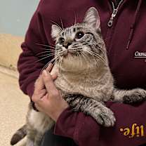 Thumbnail photo of Ribbons #3