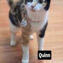 Thumbnail photo of Quinn #2
