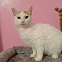 Thumbnail photo of 7407 Oscar #1