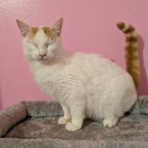 Thumbnail photo of 7407 Oscar #2