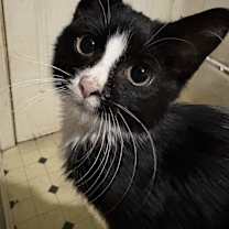 Thumbnail photo of Bond, James Bond #3