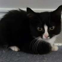 Thumbnail photo of Bond, James Bond #4