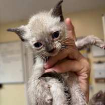 Thumbnail photo of Saki (blossom) #2