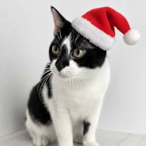 Thumbnail photo of Alfred #1