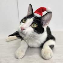 Thumbnail photo of Henry #2