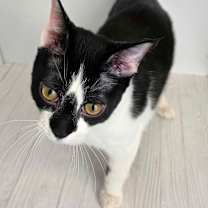 Thumbnail photo of Alfred #2