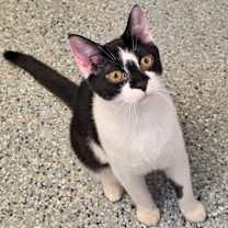 Thumbnail photo of Alfred #3