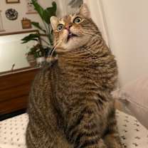 Thumbnail photo of Eddard #1