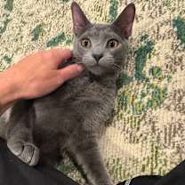 Thumbnail photo of Pinot Pair- Grigio #1