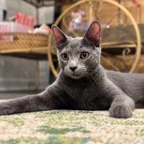 Thumbnail photo of Pinot Pair- Gris #1