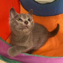 Thumbnail photo of Pinot Pair- Grigio #2