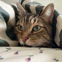 Thumbnail photo of Eddard #4