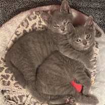 Thumbnail photo of Pinot Pair- Grigio #3