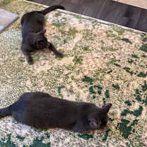 Thumbnail photo of Pinot Pair- Grigio #4