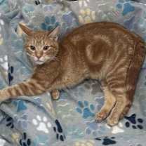 Thumbnail photo of Beau #2