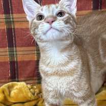 Thumbnail photo of Beau #4