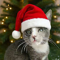 Thumbnail photo of Santy Paws #1