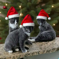 Thumbnail photo of Santy Paws #3