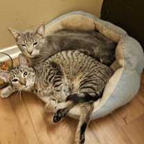 Thumbnail photo of Mulberry #1