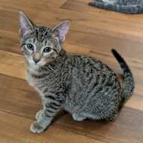 Thumbnail photo of Mulberry #3