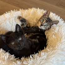 Thumbnail photo of Tigger #2