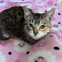 Thumbnail photo of Suki #1