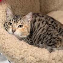 Thumbnail photo of Suki #2