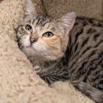 Thumbnail photo of Suki #3