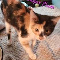 Thumbnail photo of Sugar Plum 1996 #2