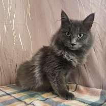 Thumbnail photo of Blitzen #3