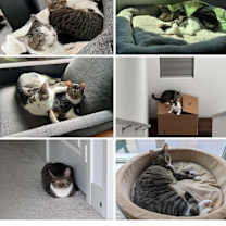 Thumbnail photo of Ivy #1