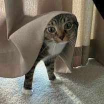 Thumbnail photo of Ivy #2