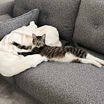 Thumbnail photo of Ivy #3