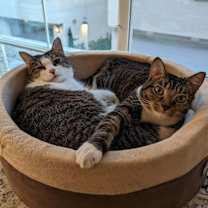 Thumbnail photo of Ivy #4