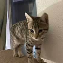 Thumbnail photo of Sweet Pea #2